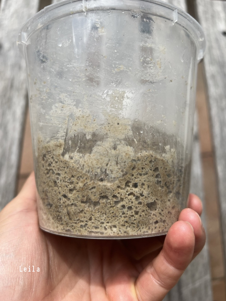 202510051403levain épicé latéral.jpeg